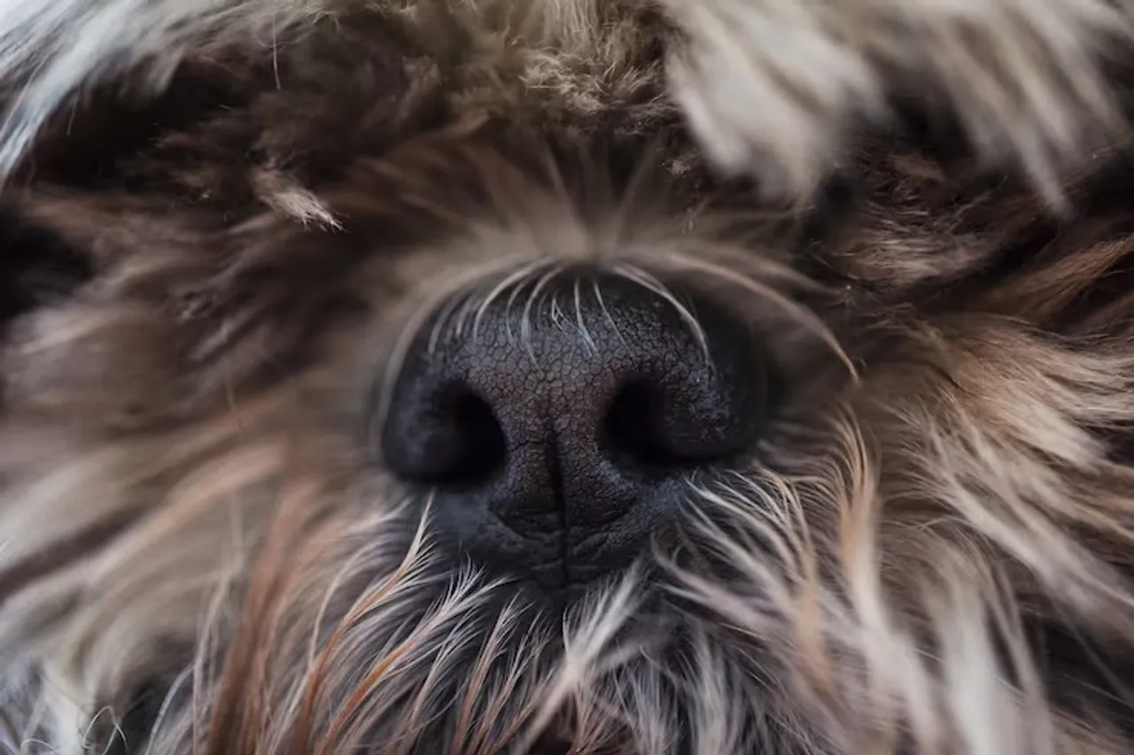 closeup-shot-nos-hairy-dog_181624-26919