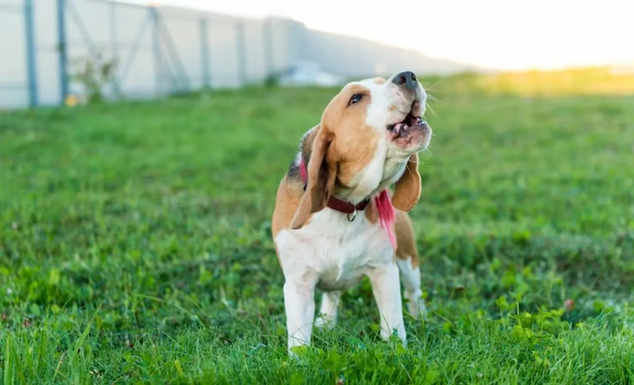 cute-beagle-portrait_1385-375