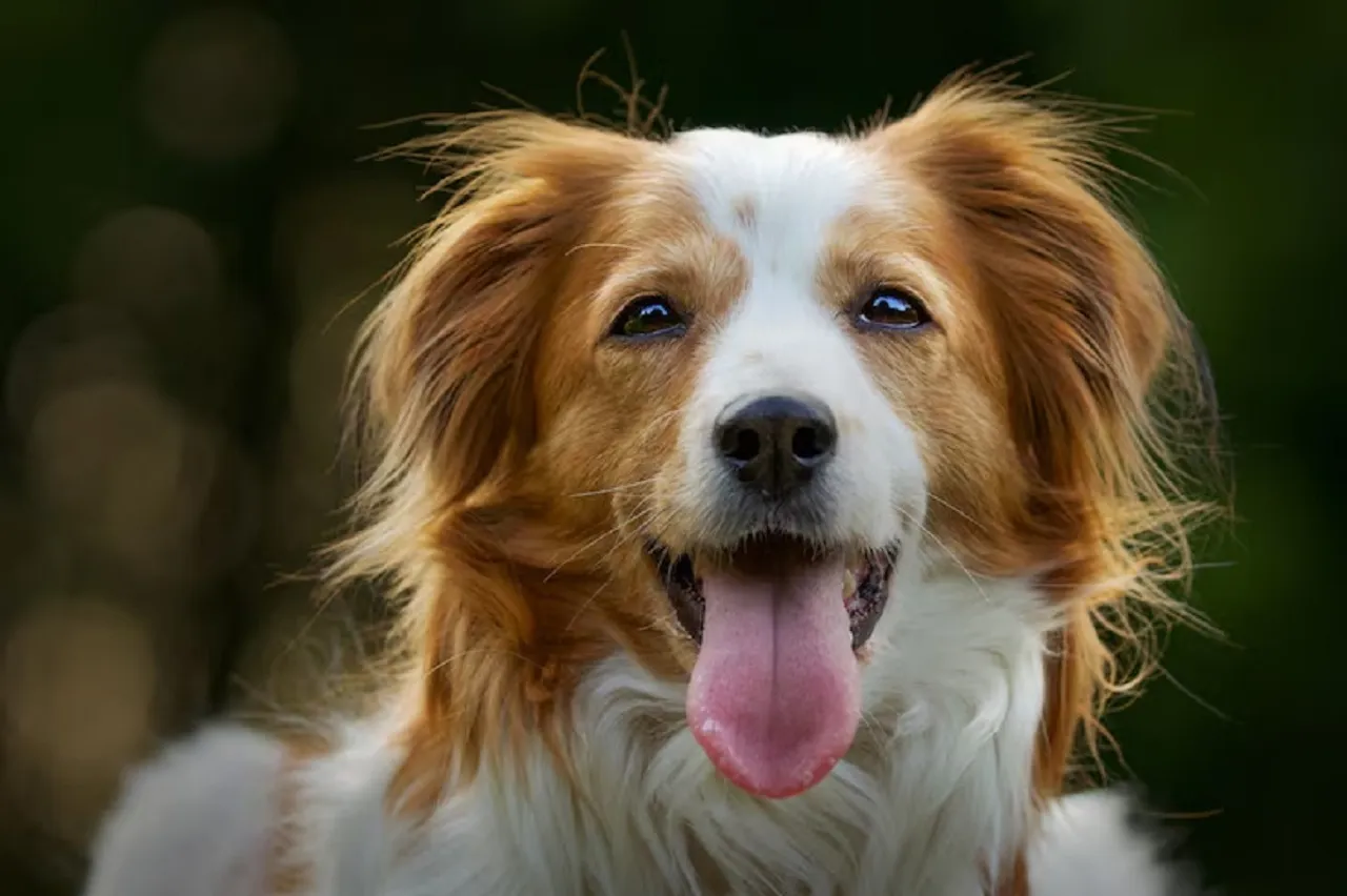 DOG FACTS
