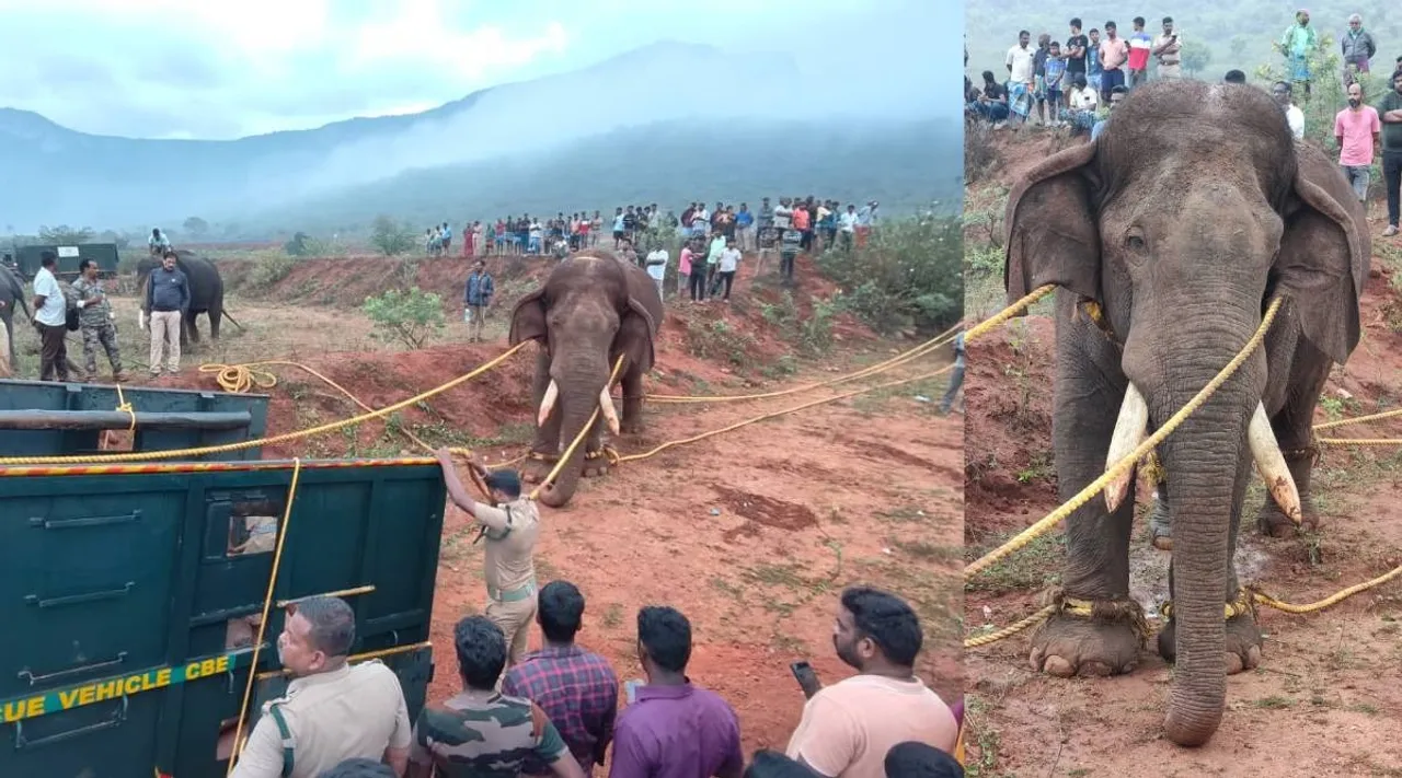 elephant