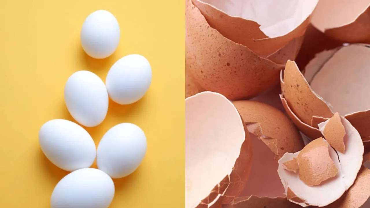 egg