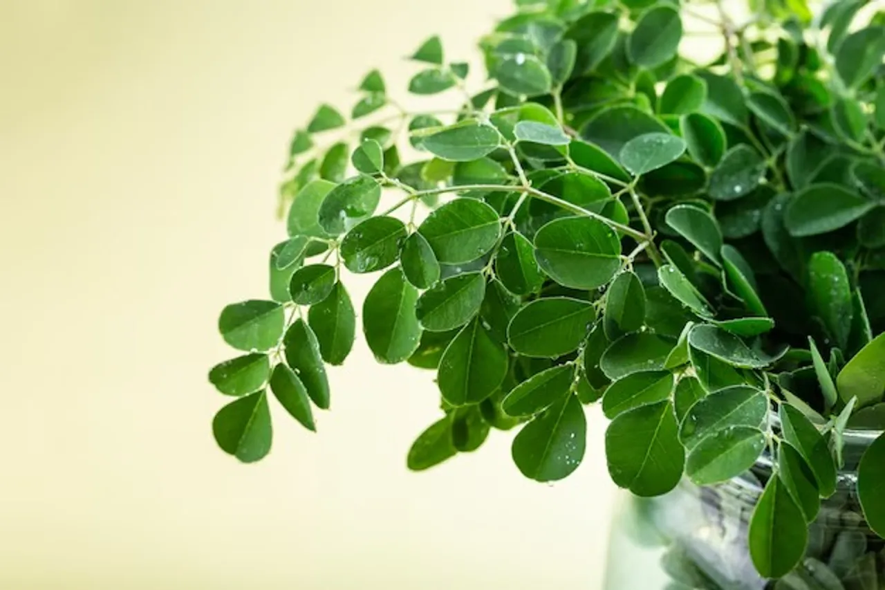 fresh-moringa-leaves-yellow-background_100801-735