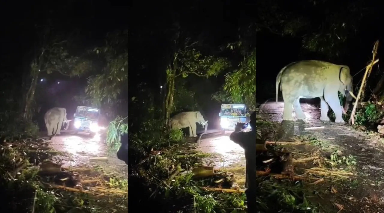 Elephant Kabali