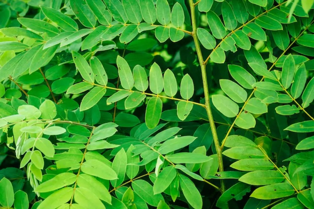 green-leaves-background_35652-479