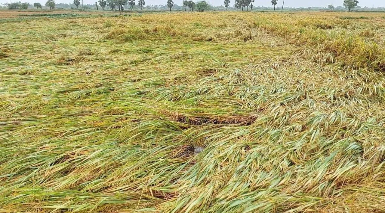 paddy damage