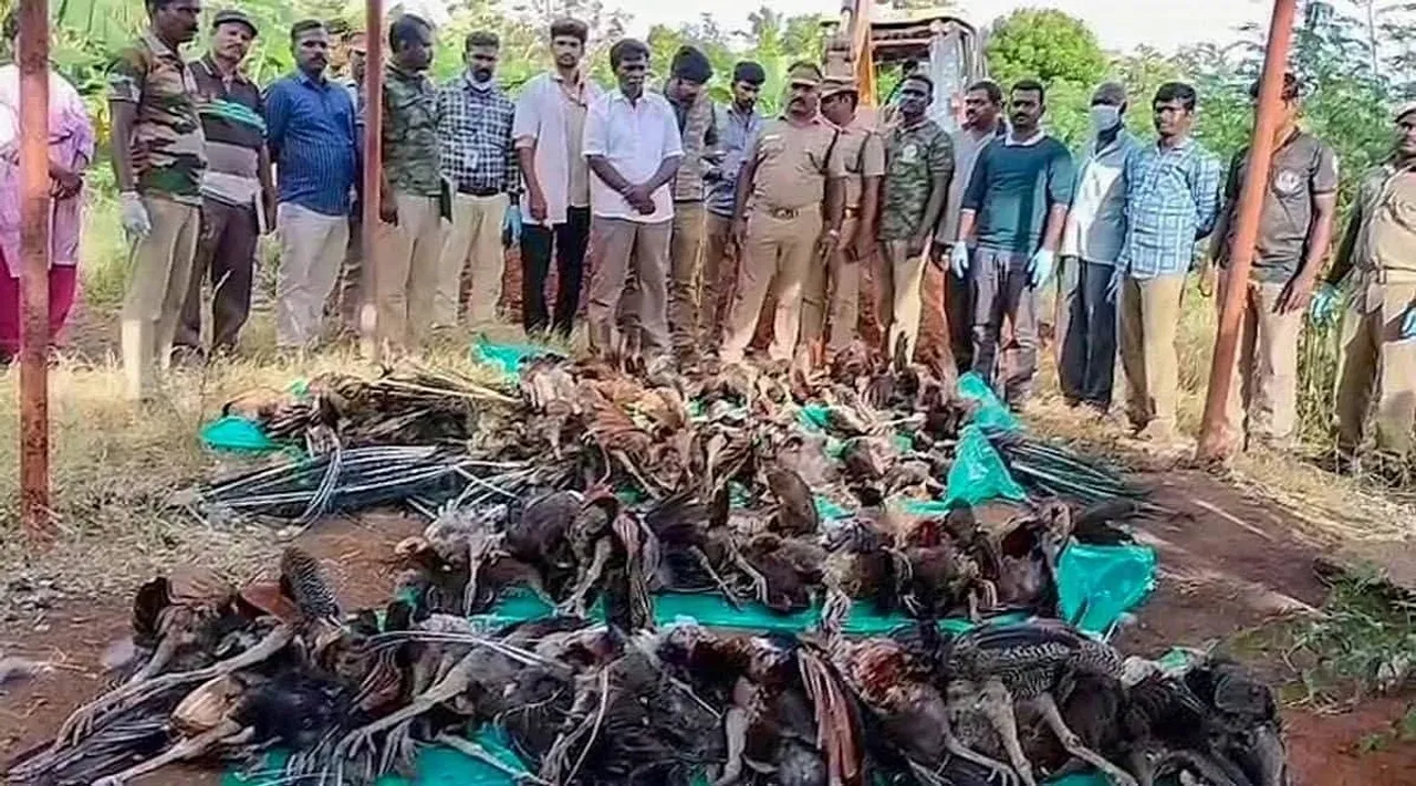 peacock dead