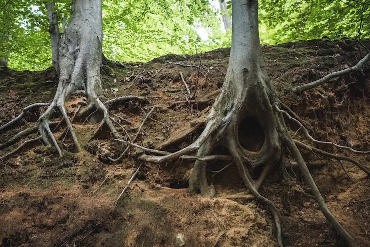 closeup-tree-roots-ground-forest-sunlight_181624-30592