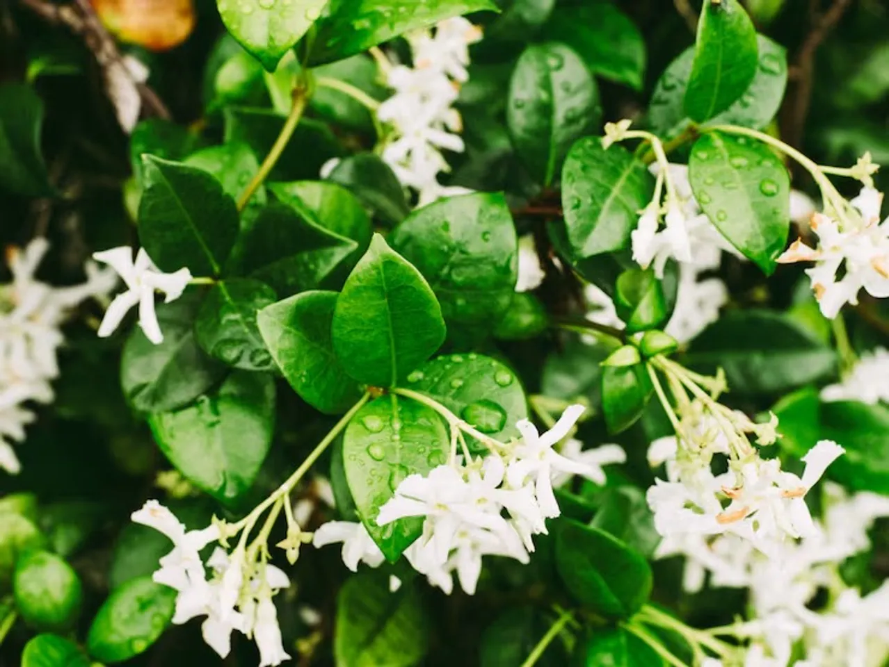 extreme-closeup-shot-water-droplets-leaves-jasmine-flower_181624-3104