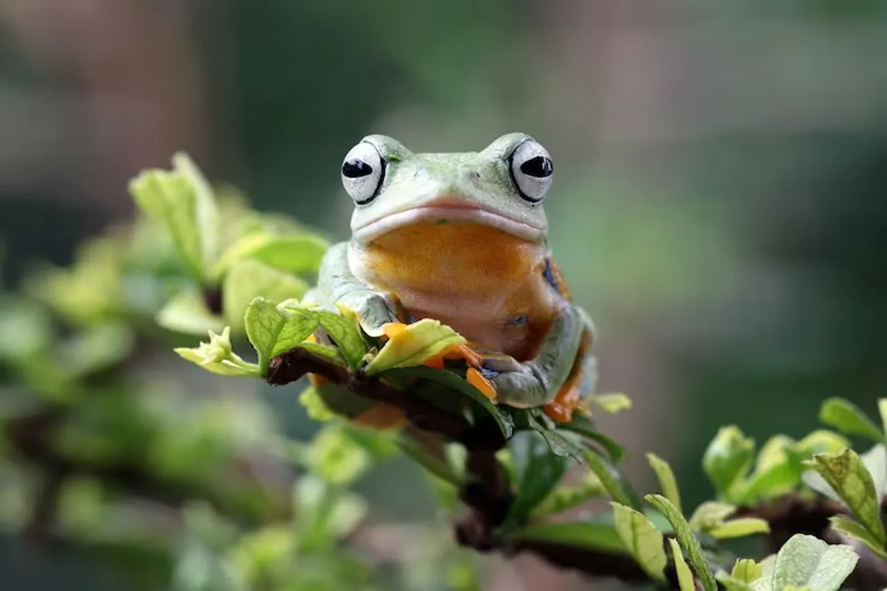 flying-frog-closeup-face-branch-javan-tree-frog-closeup-image-rhacophorus-reinwartii-green-leaves_488145-1679