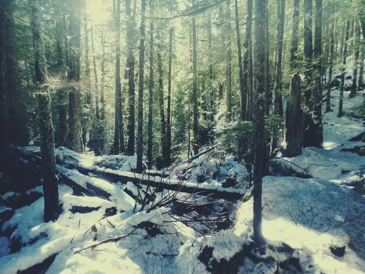 snow-covered-trees-forest_1048944-29120504