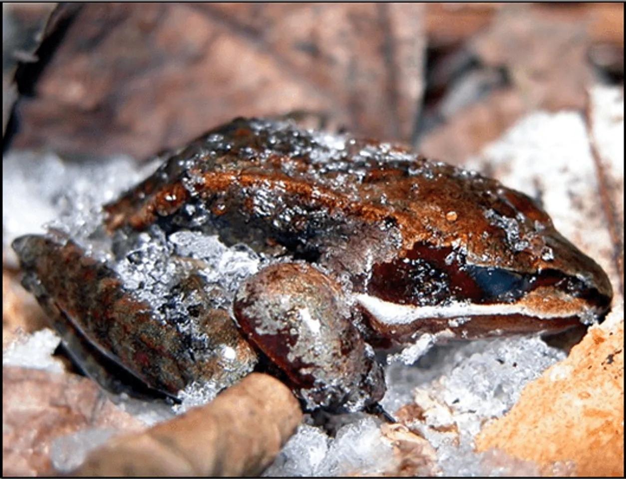 Wood frog Frog that freezes Frog that turns to ice Frozen frog revives Wood frog survival