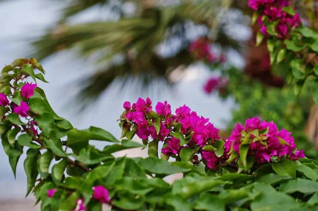 close-up-bougainvillea-purple-flowers-turkey_627829-7128