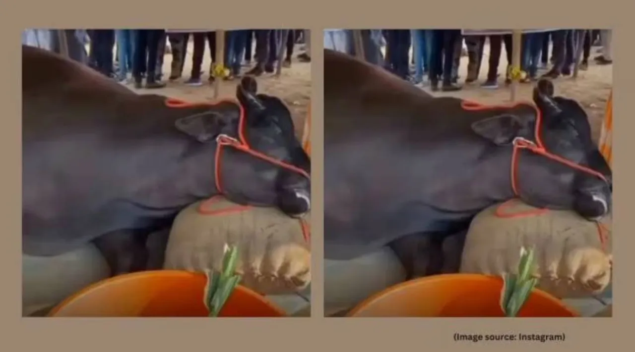 Buffalo 21 crore worth