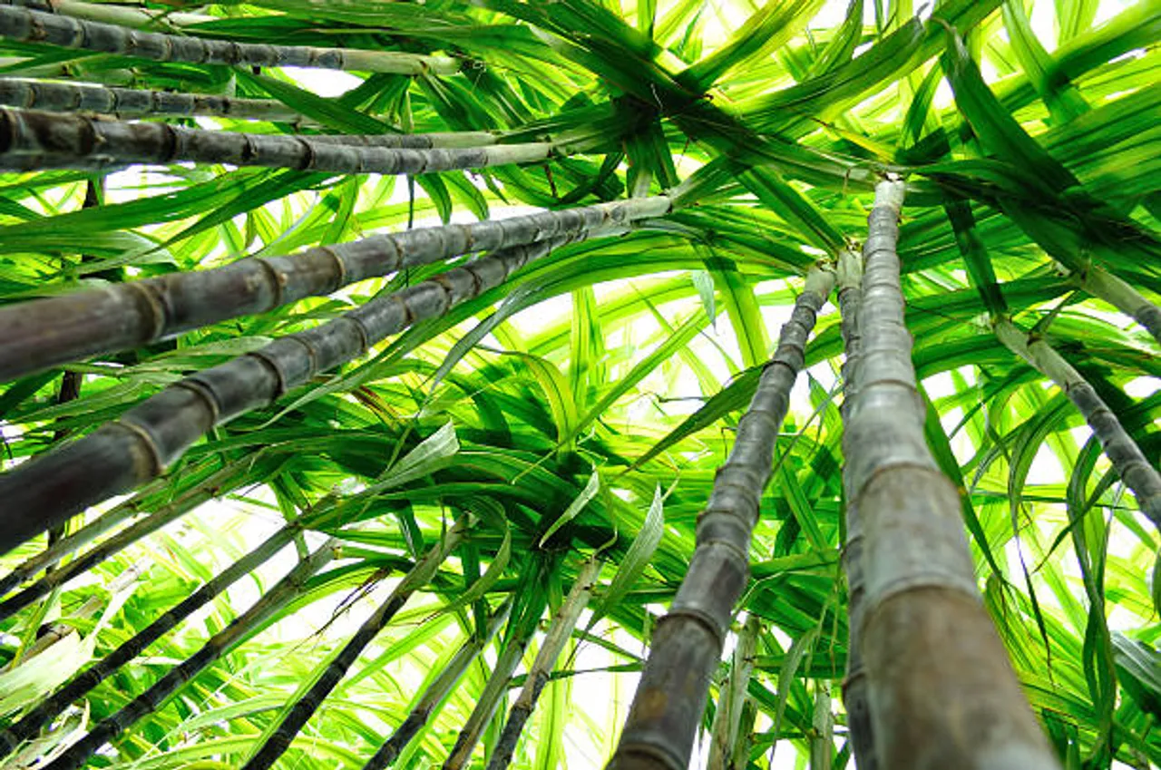 sugarcane