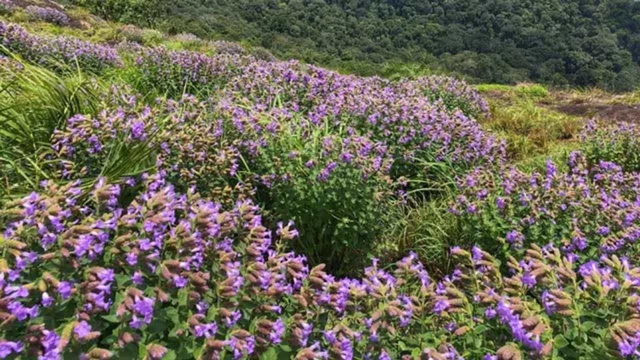 mettukurinji