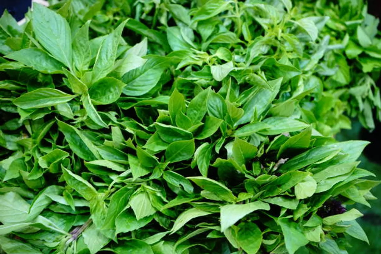 tulsi