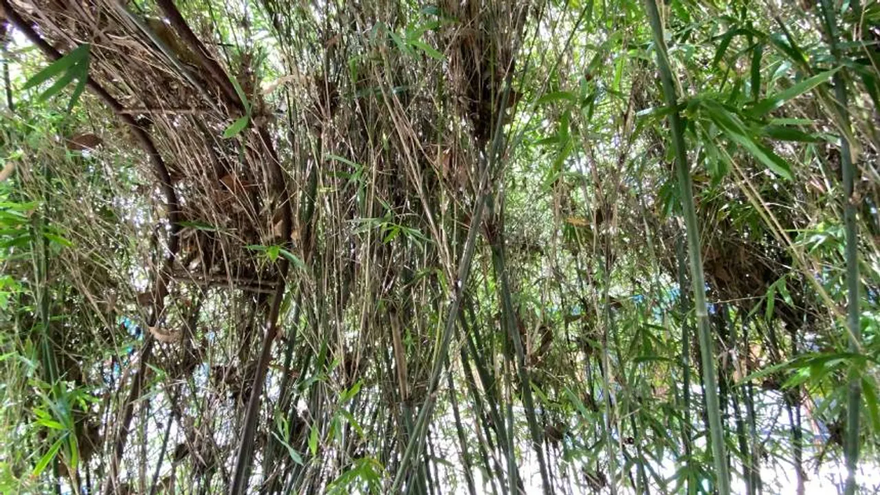 snake bamboo 1