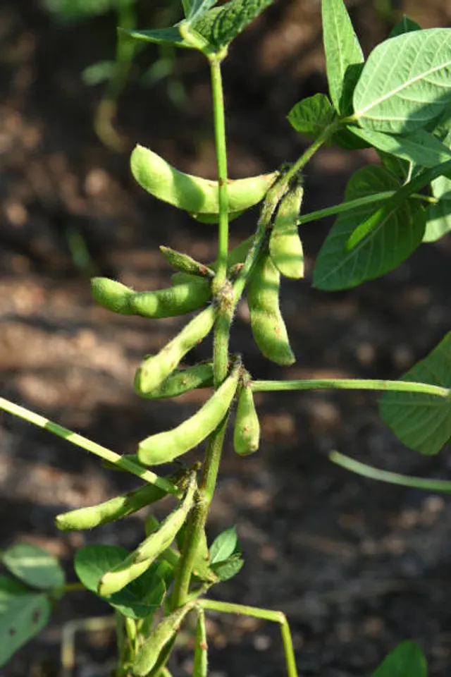 Edamame