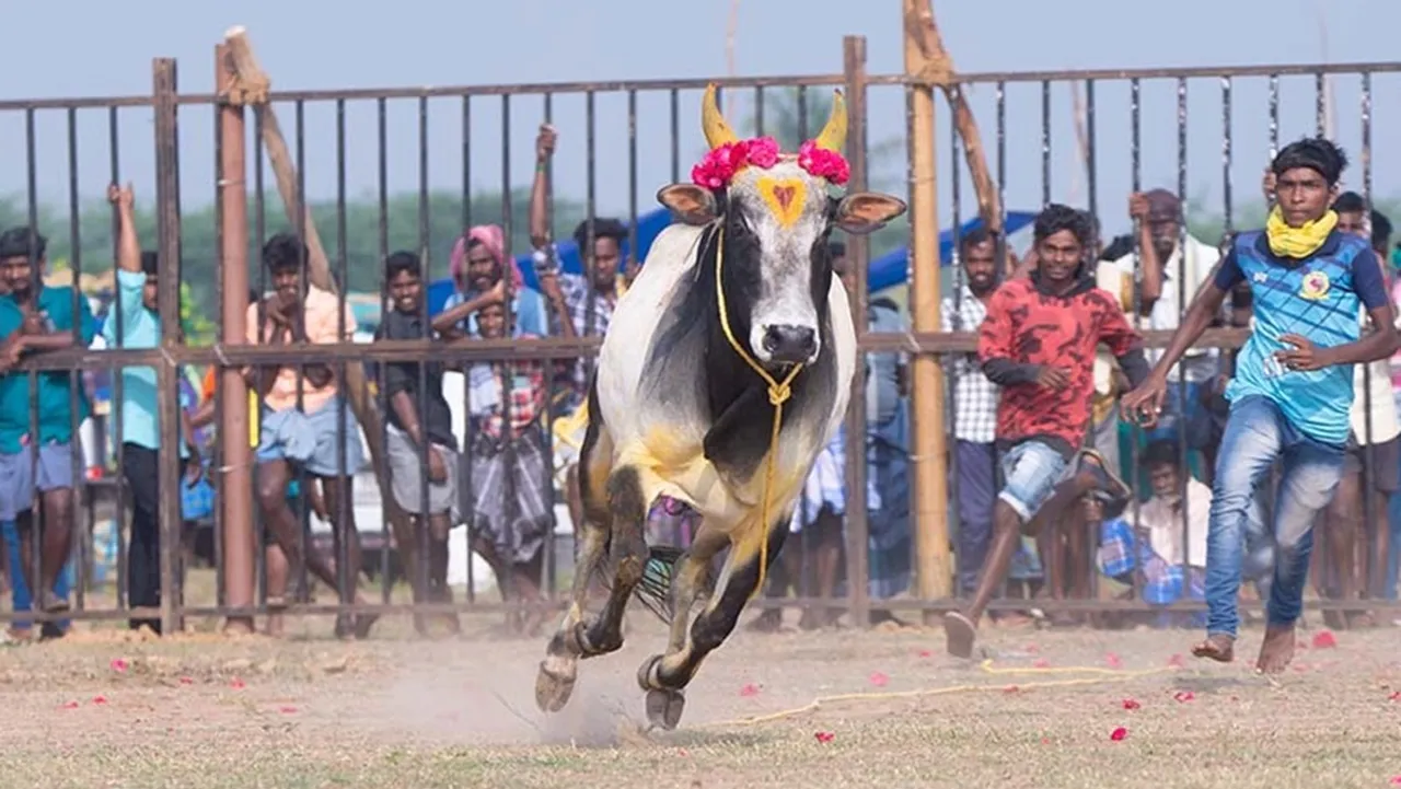 Trichy Jallikattu Competitions