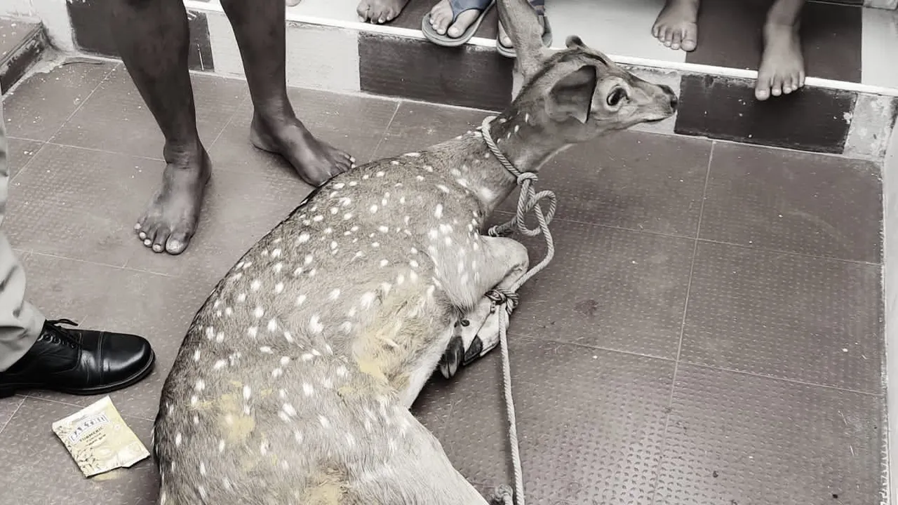 Spotted Deer