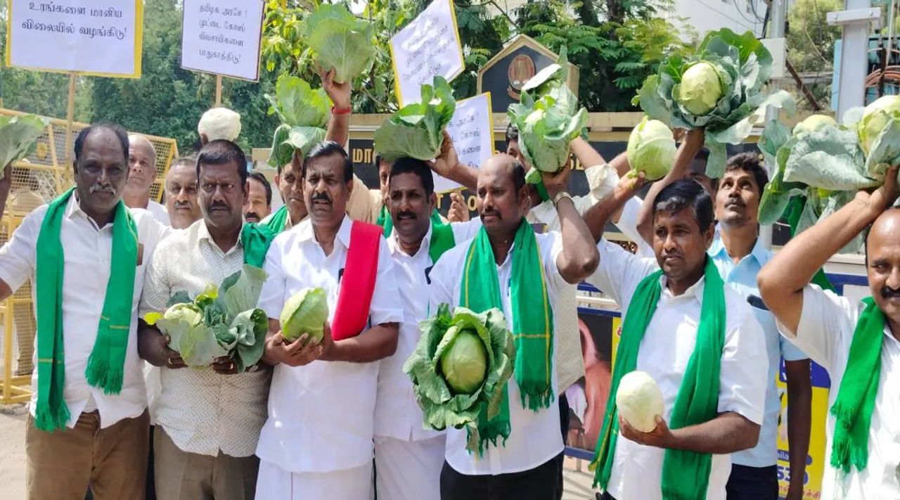 farmers cabbage.jpg