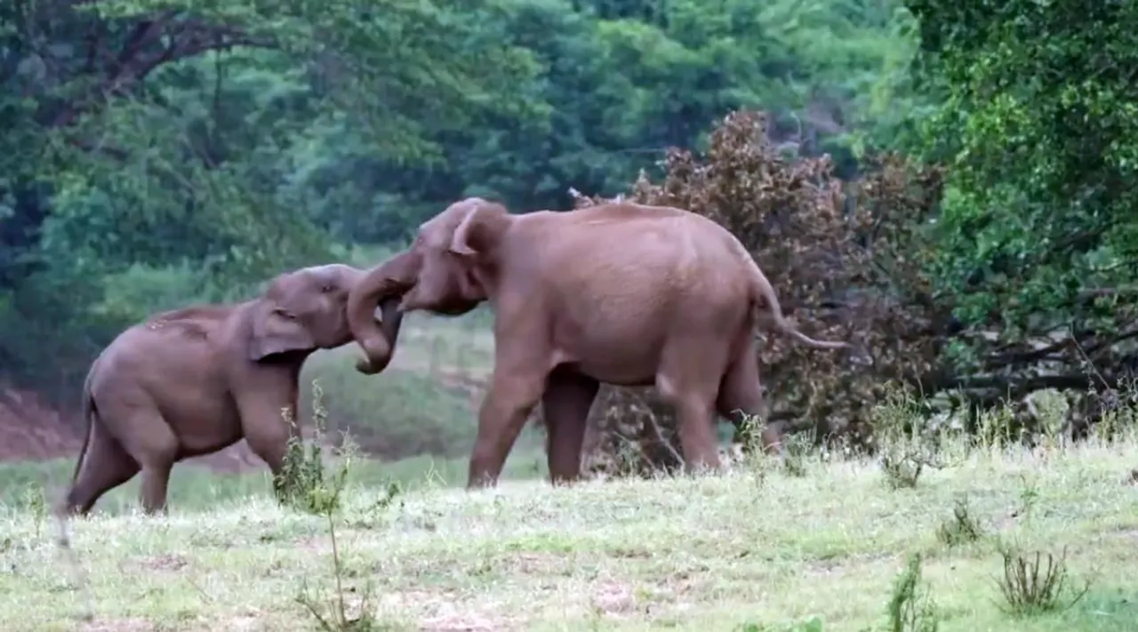 elephant fight I
