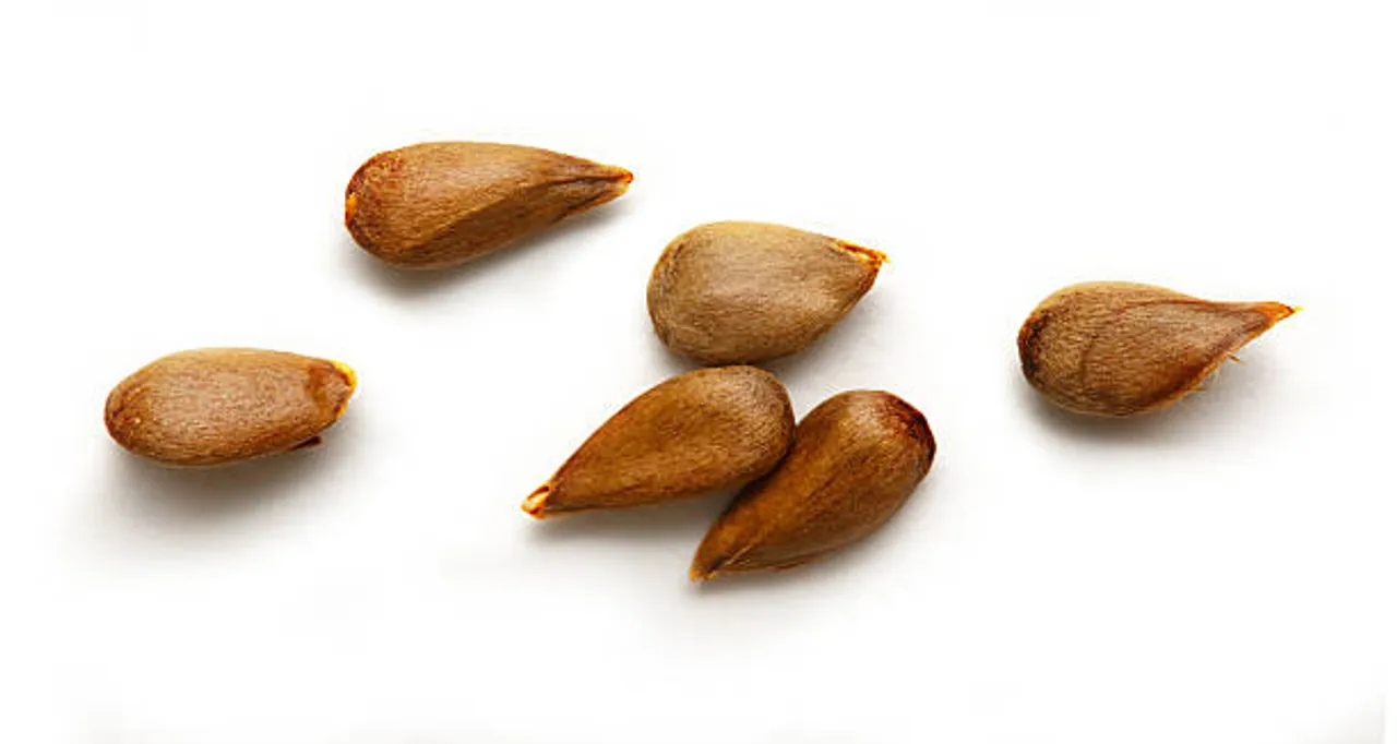 apple seeds