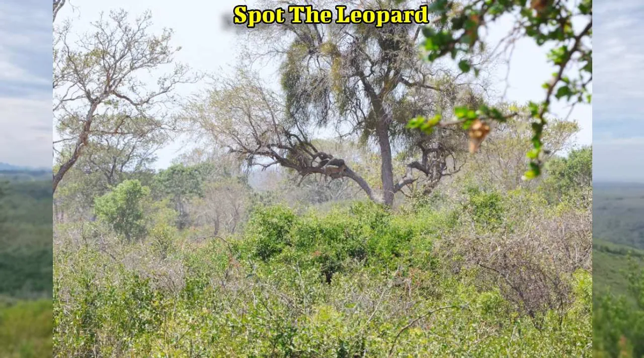 A spot the Leopard 1