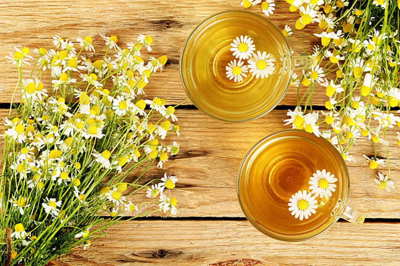chamomile