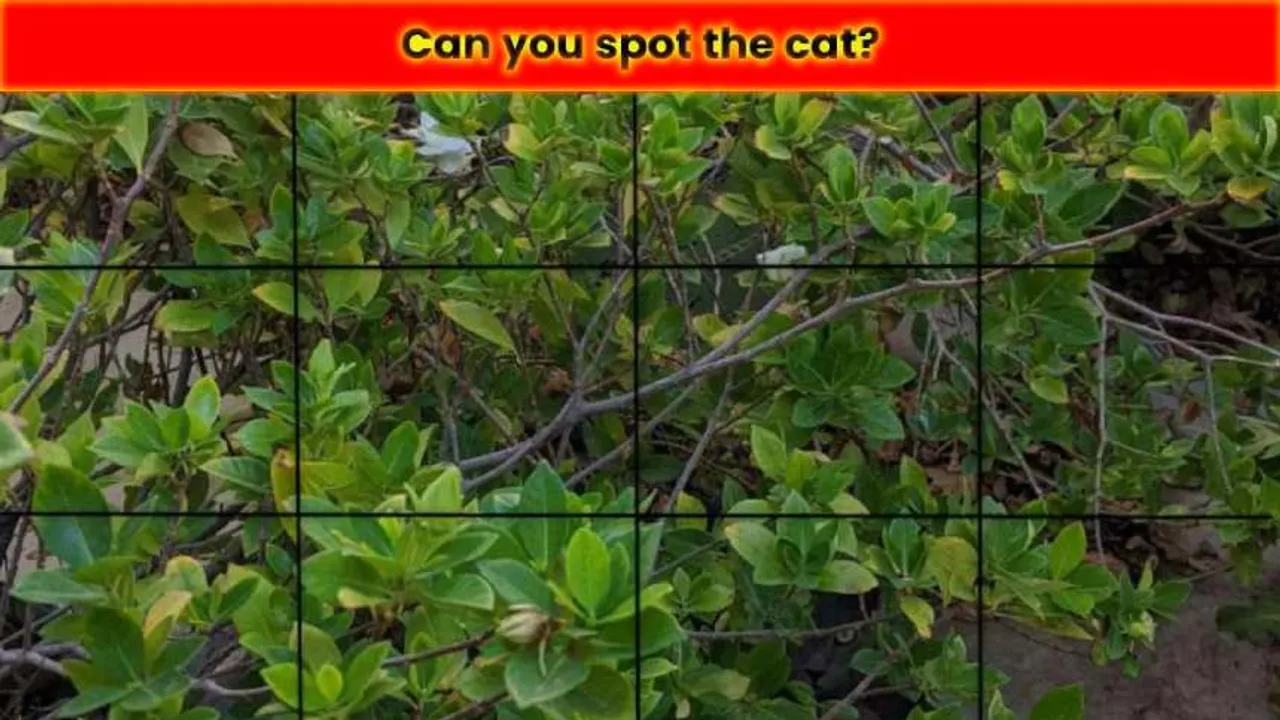 cat 1