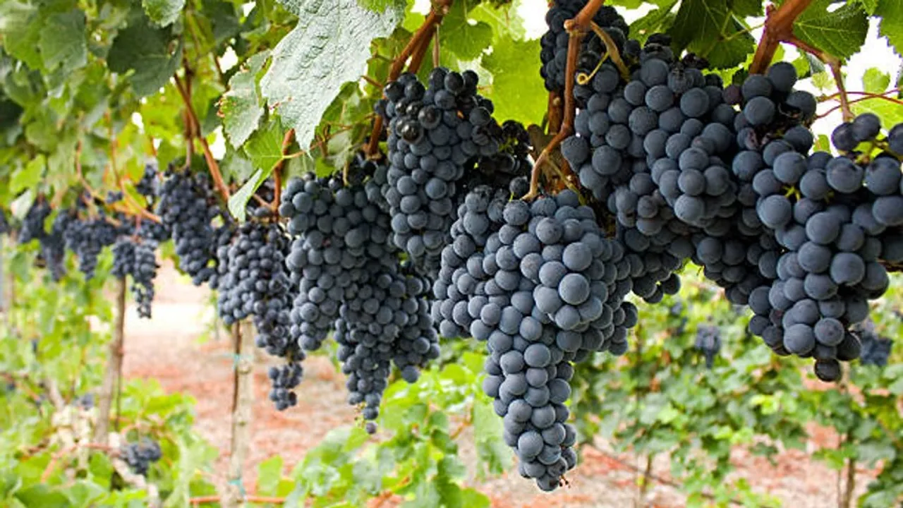 black grapes