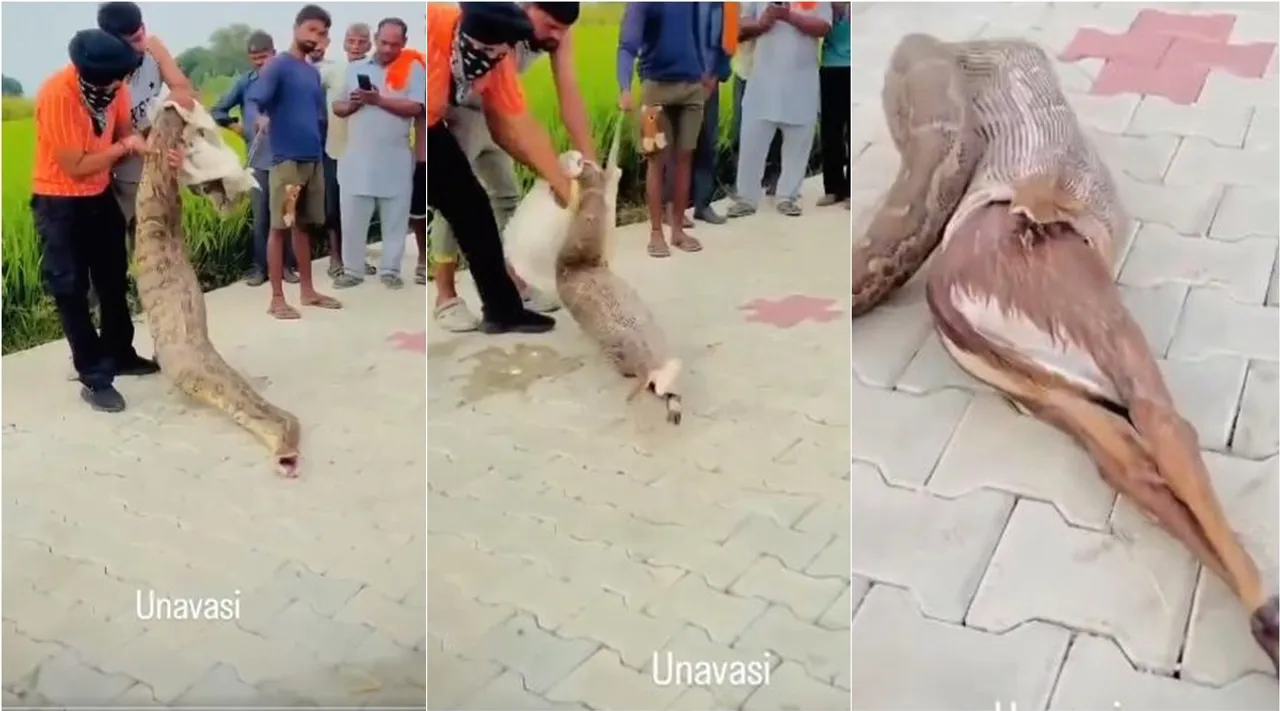 python deer 1