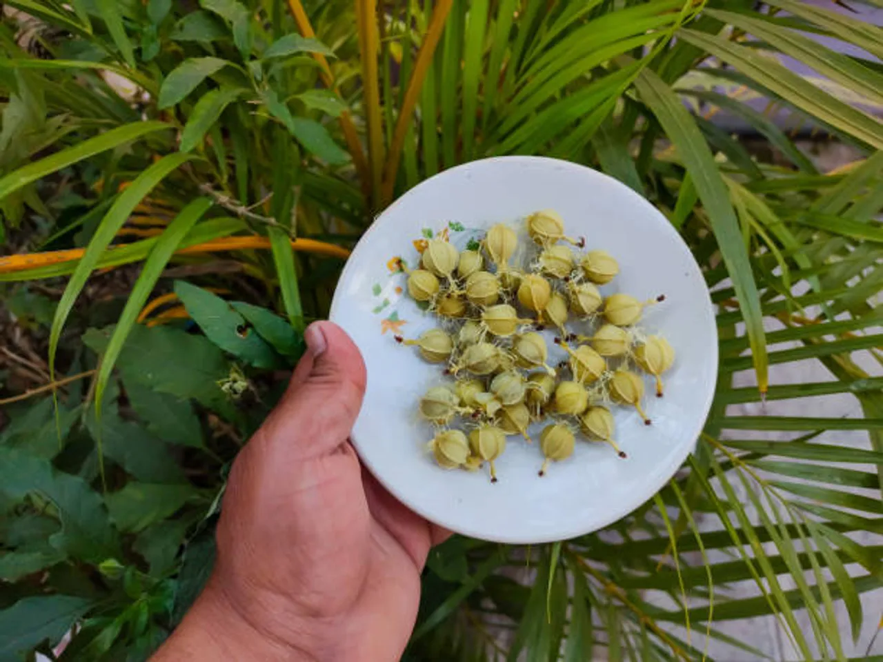 amla seeds