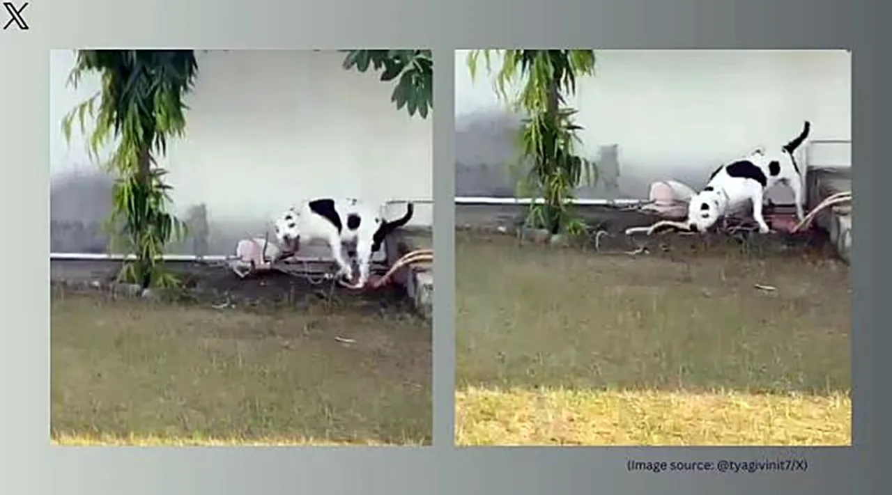 bull dog 1