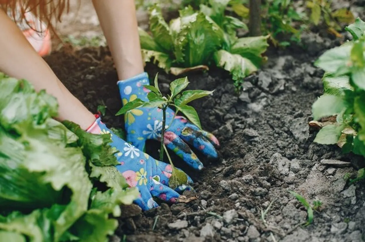Gardening 