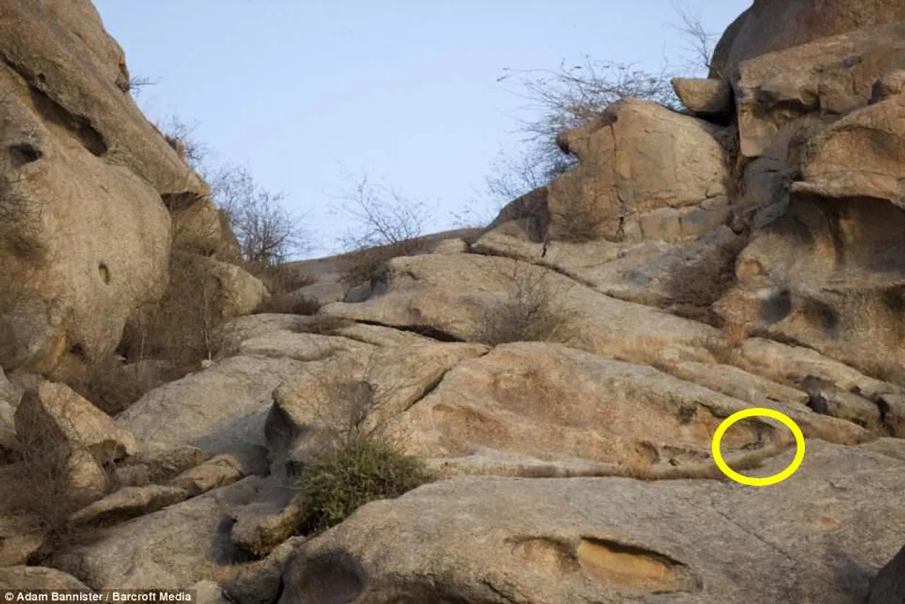 spot the Tiger 3
