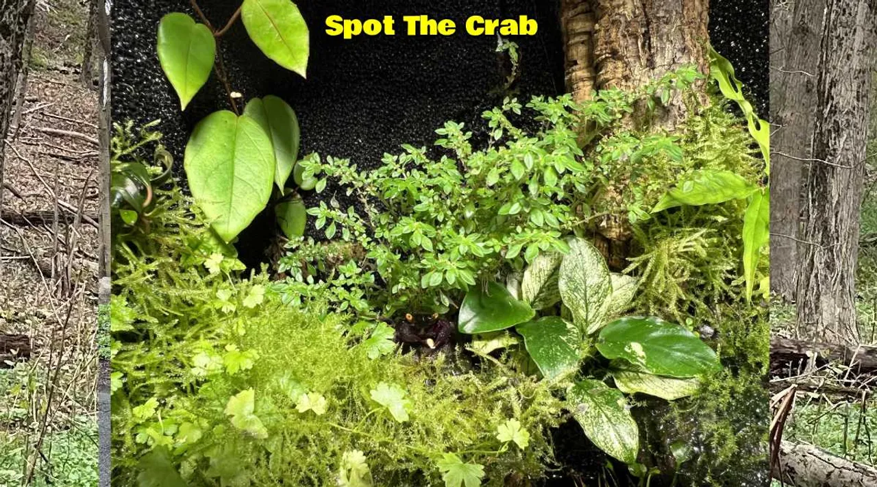 A Crab  1