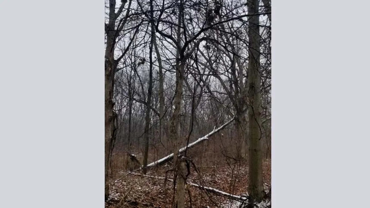 spot the snake 1 