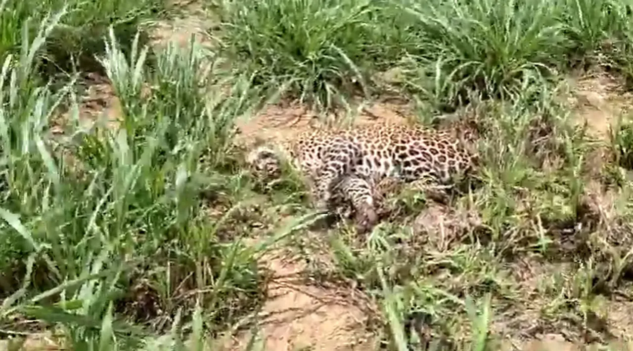 Leopard