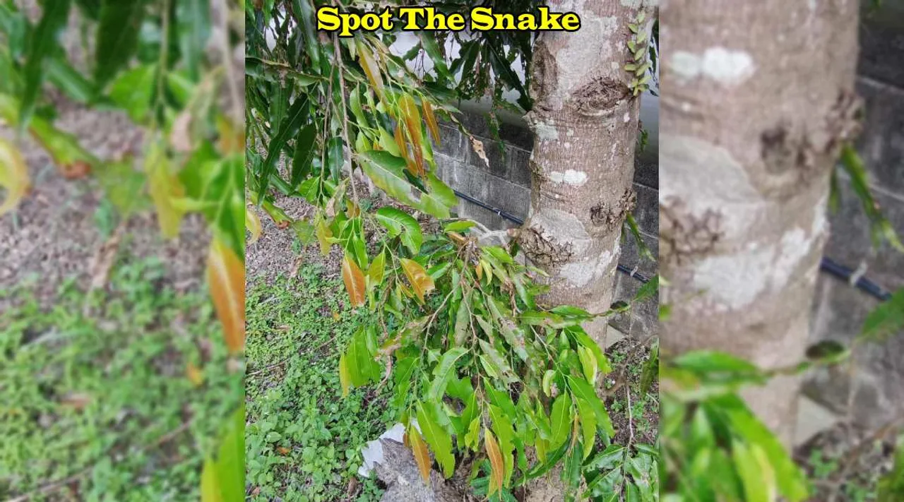 A Snake 1 