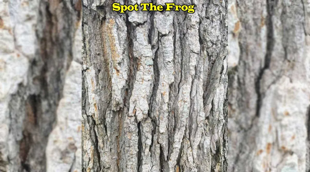 A Frog 1