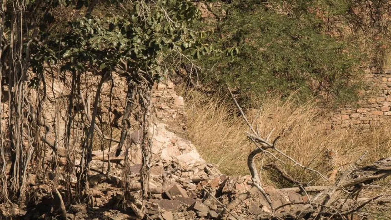 Spot The Tiger I