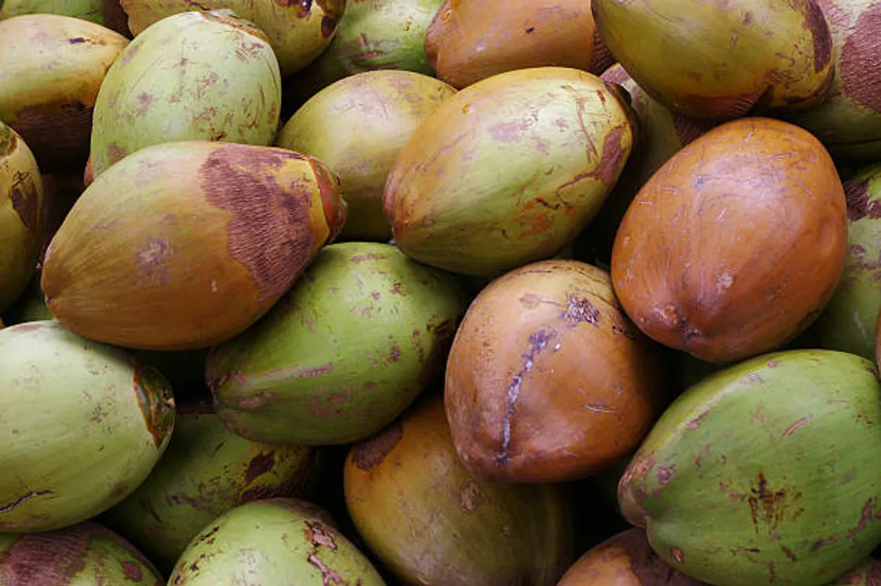 tender coconut