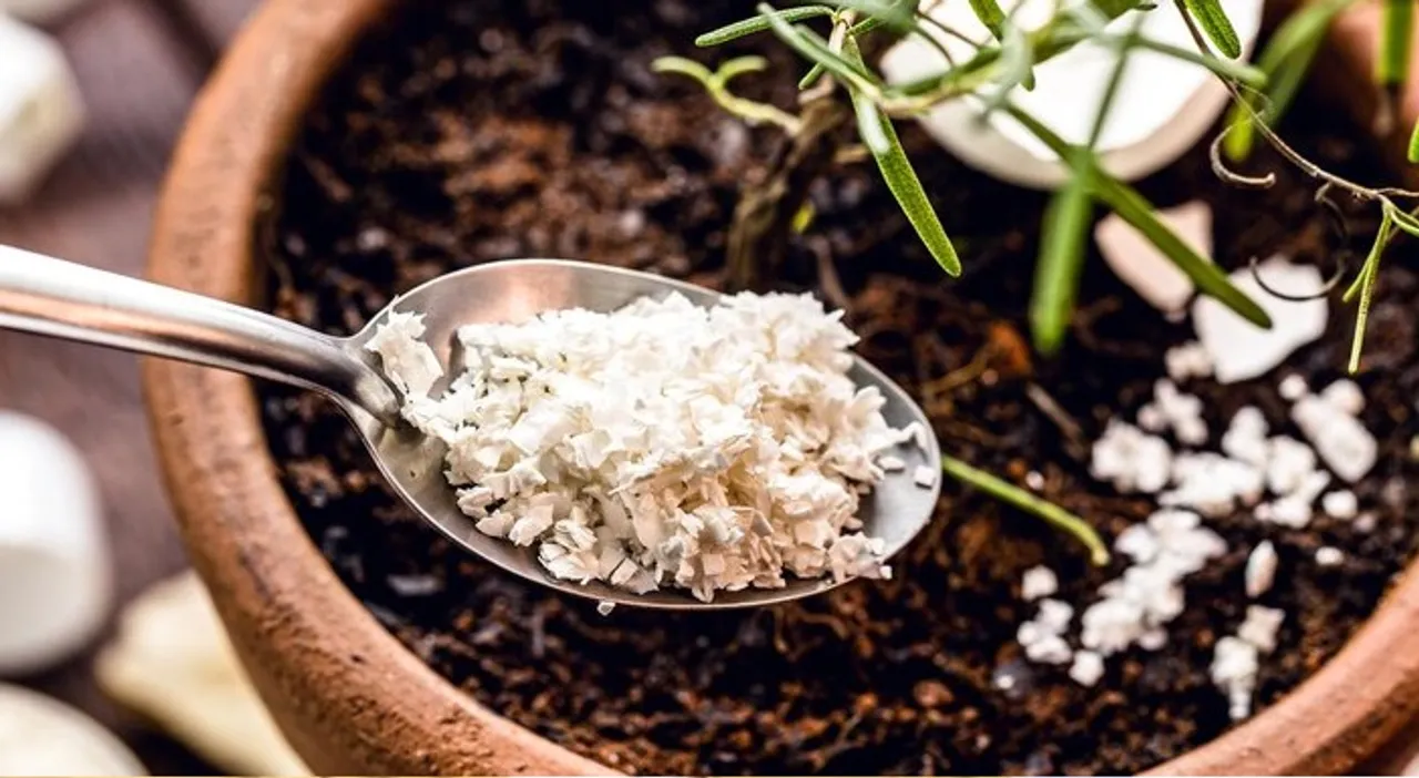 Crushed egg shell