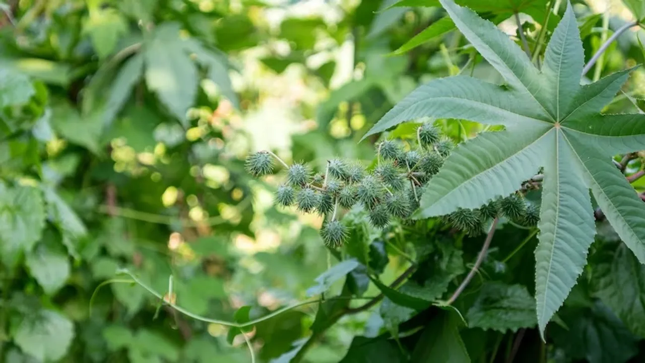 Castor plant
