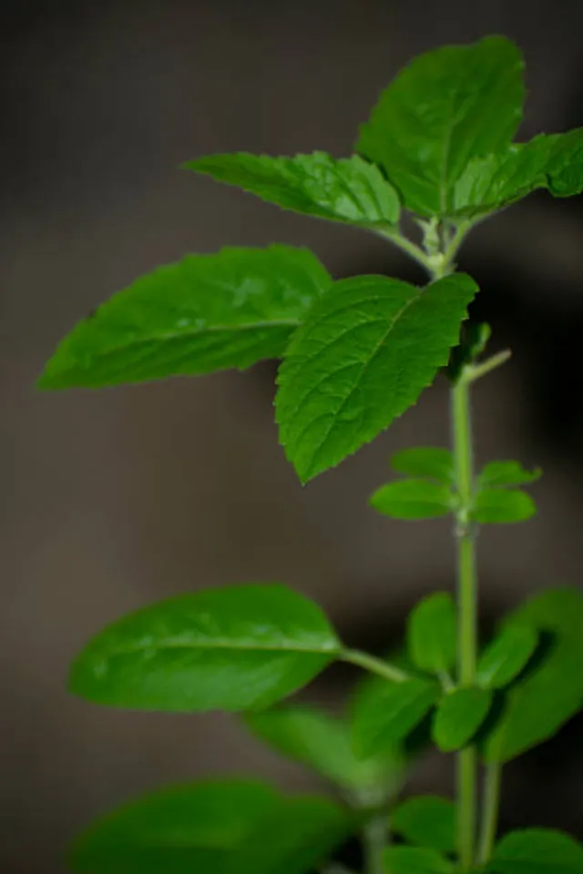 tulsi