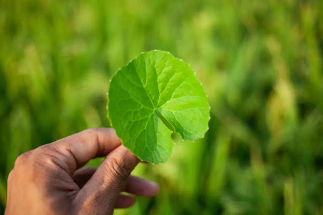 brahmi