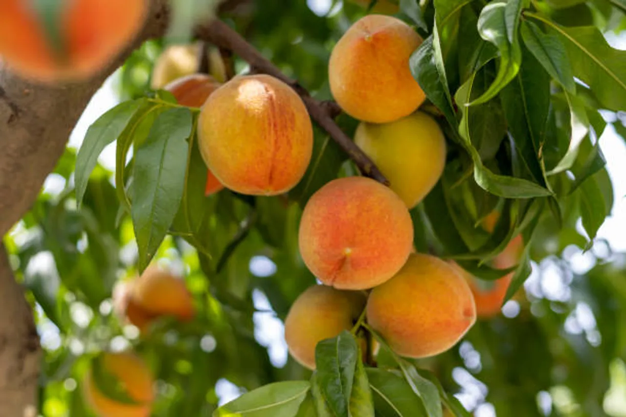 peach