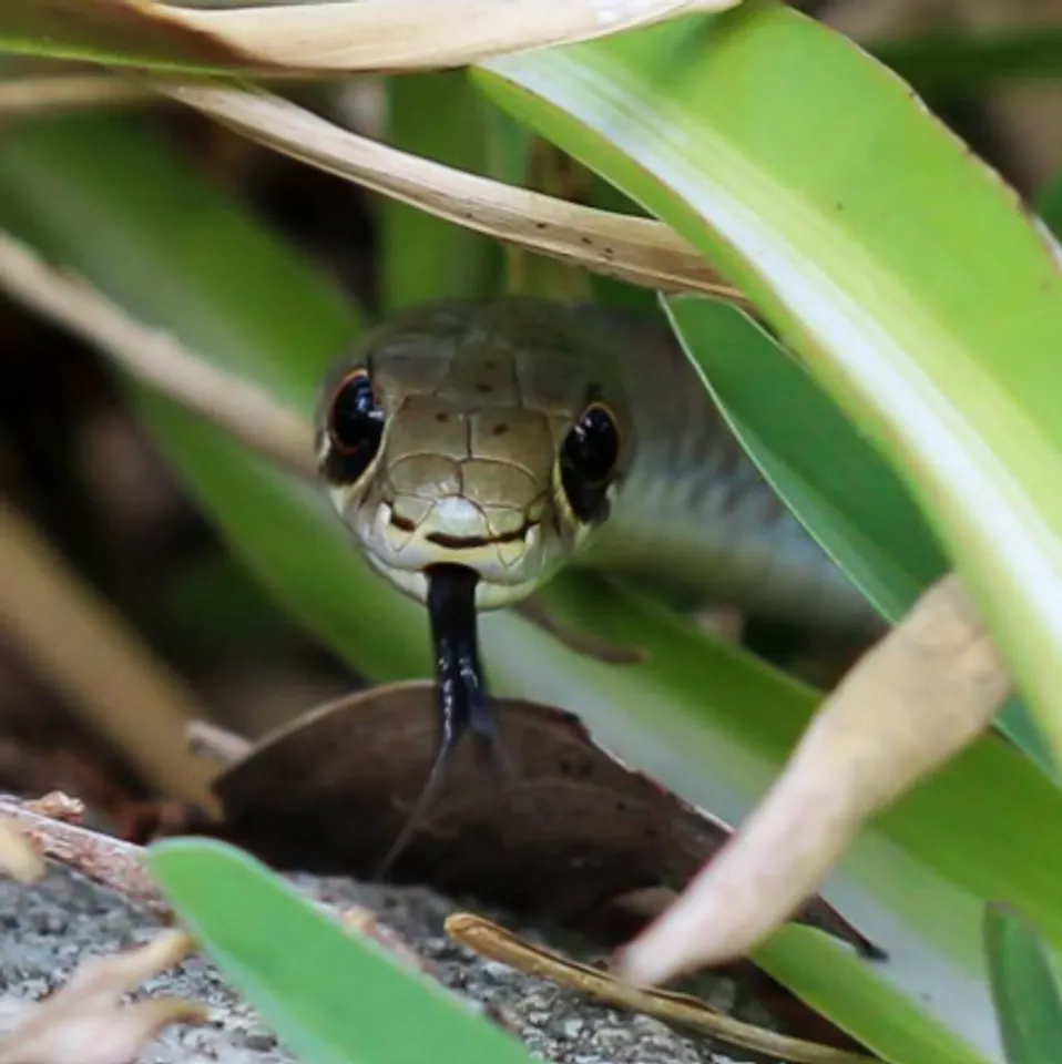 Do you know snakes favorite plants