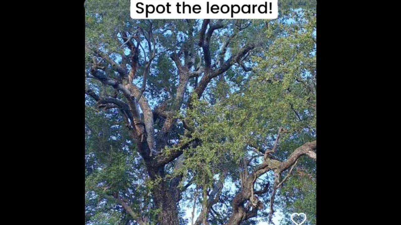 Leopard